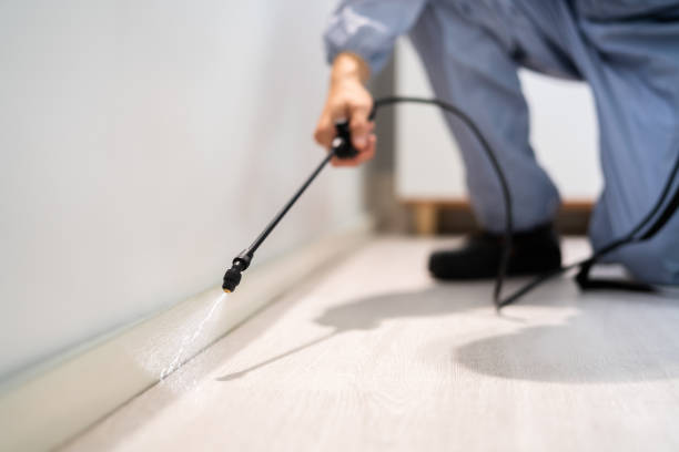 Licensed Wasp Removal service in Hillsboro, ND - Show Me Pest Control